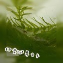 【嘉嘉寵物】印度斑馬 印度斑馬白子 米蝦  🦐觀賞蝦（活餌）-規格圖1