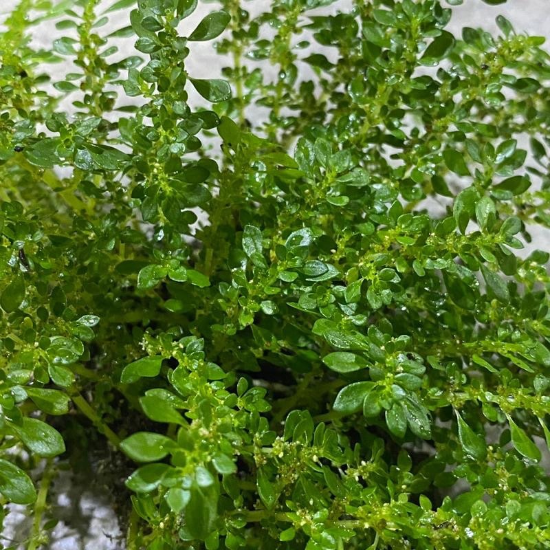 【嘉嘉寵物】🌱小葉冷水花🌱 水上水下皆可栽種（裸株出售）尺寸隨機-細節圖2