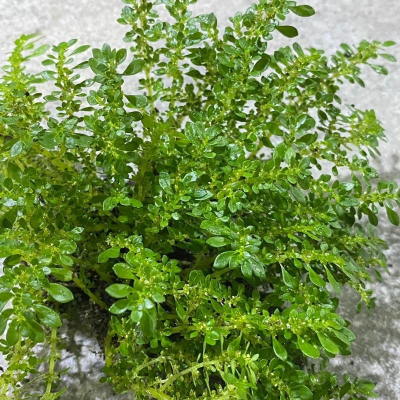 【嘉嘉寵物】🌱小葉冷水花🌱 水上水下皆可栽種（裸株出售）尺寸隨機-細節圖3