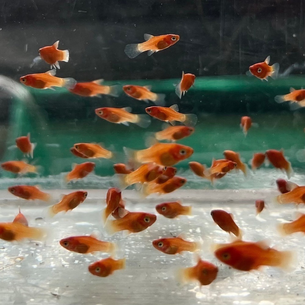 【嘉嘉寵物】小紅豆 紅球 🐟觀賞魚