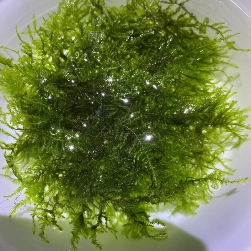 【嘉嘉寵物】🌿默思 莫絲🌿 plant 不需CO2 水草 水族造景 水晶蝦米蝦最愛-細節圖2