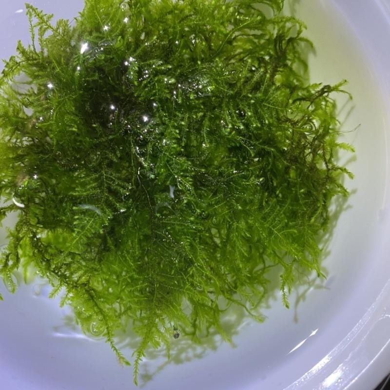 【嘉嘉寵物】🌿默思 莫絲🌿 plant 不需CO2 水草 水族造景 水晶蝦米蝦最愛-細節圖3