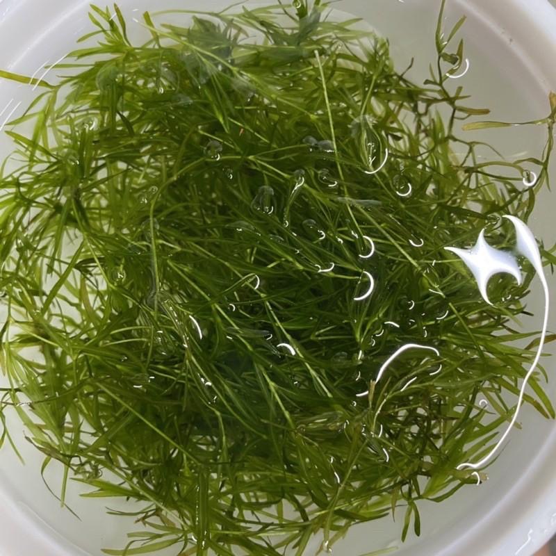 【嘉嘉寵物】🌿小竹節 陽明柳 竹節草🌿 水草 水族造景、蝦蝦躲避❤️-細節圖2