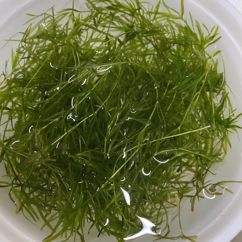 【嘉嘉寵物】🌿小竹節 陽明柳 竹節草🌿 水草 水族造景、蝦蝦躲避❤️-細節圖3