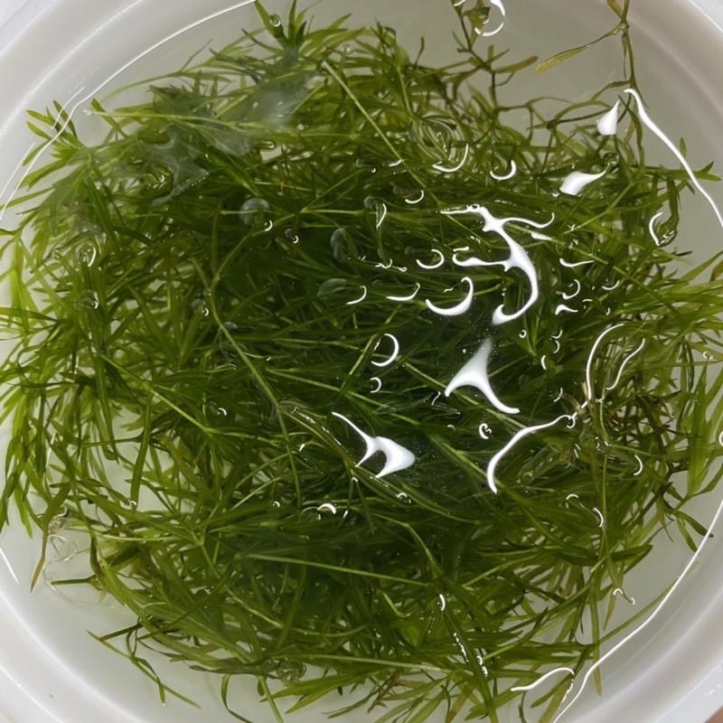 【嘉嘉寵物】🌿小竹節 陽明柳 竹節草🌿 水草 水族造景、蝦蝦躲避❤️-細節圖4