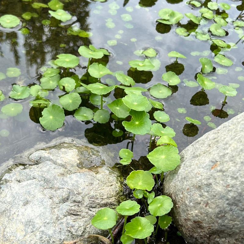 【嘉嘉寵物】🍀金錢葉/金錢草/ 銅錢草/ 小香菇/ 香菇草🍀 plant水草 水族池塘造景佈置、療癒植物-細節圖4