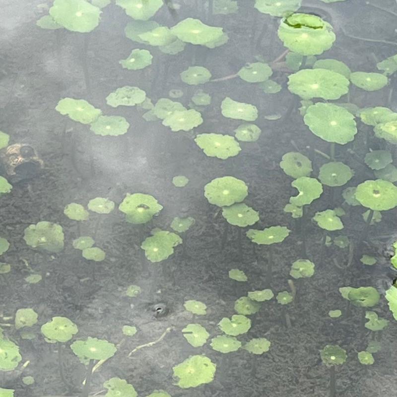 【嘉嘉寵物】🍀金錢葉/金錢草/ 銅錢草/ 小香菇/ 香菇草🍀 plant水草 水族池塘造景佈置、療癒植物-細節圖6