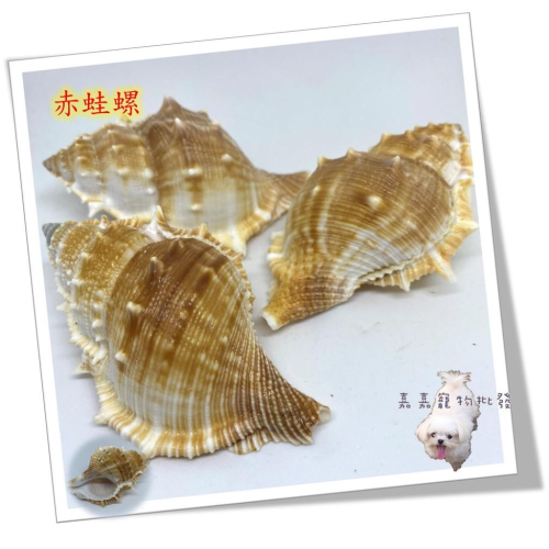 【嘉嘉寵物】💯天然貝殼💯大 赤蛙螺 🦀️ 水族造景、裝飾飾品