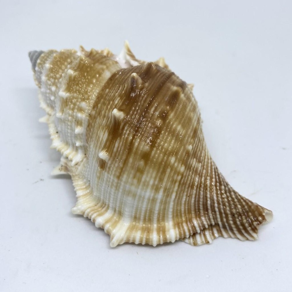 【嘉嘉寵物】💯天然貝殼💯大 赤蛙螺 🦀️ 水族造景、裝飾飾品-細節圖2