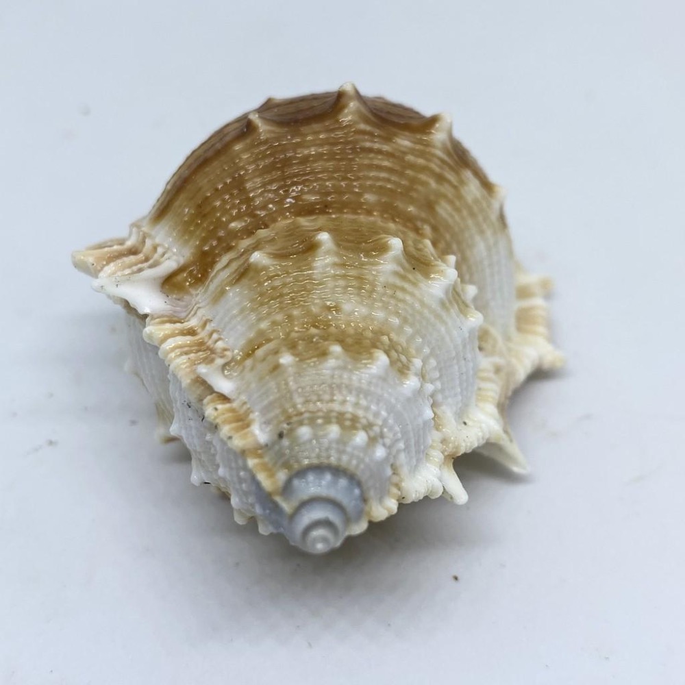 【嘉嘉寵物】💯天然貝殼💯大 赤蛙螺 🦀️ 水族造景、裝飾飾品-細節圖3