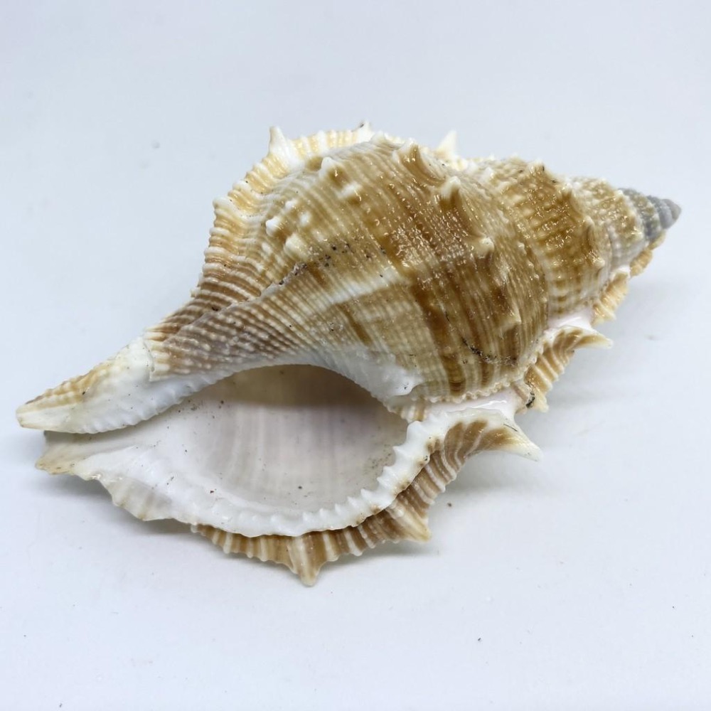 【嘉嘉寵物】💯天然貝殼💯大 赤蛙螺 🦀️ 水族造景、裝飾飾品-細節圖4