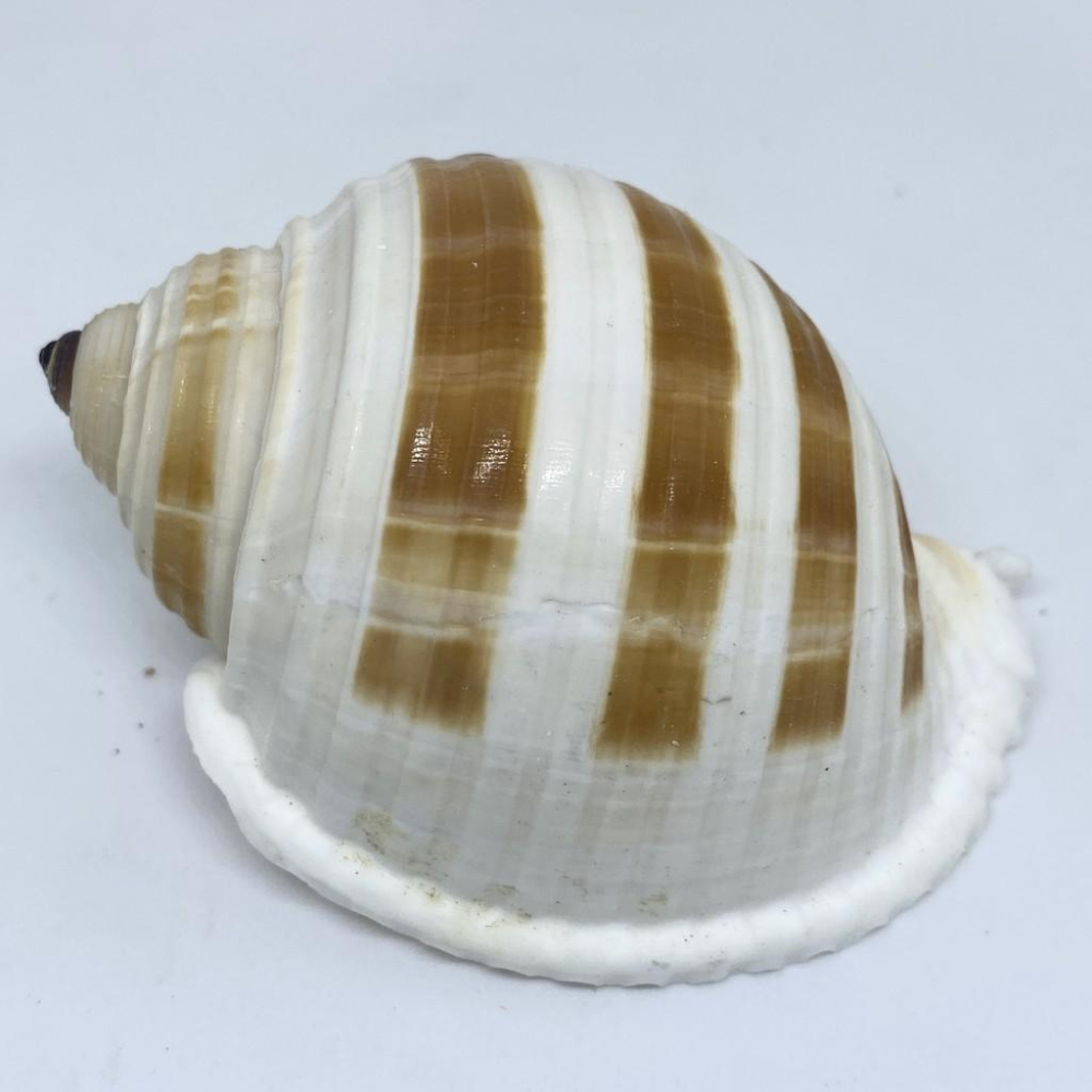 【嘉嘉寵物】💯天然貝殼💯 褐帶鶉螺🐚 寄居蟹最愛 🦀️ 多肉栽種、水族造景、裝飾飾品-細節圖2