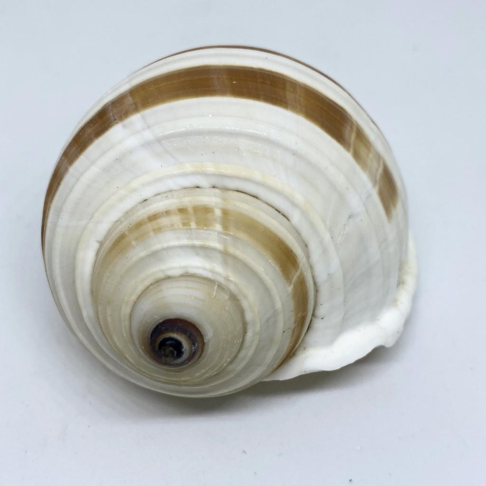 【嘉嘉寵物】💯天然貝殼💯 褐帶鶉螺🐚 寄居蟹最愛 🦀️ 多肉栽種、水族造景、裝飾飾品-細節圖3