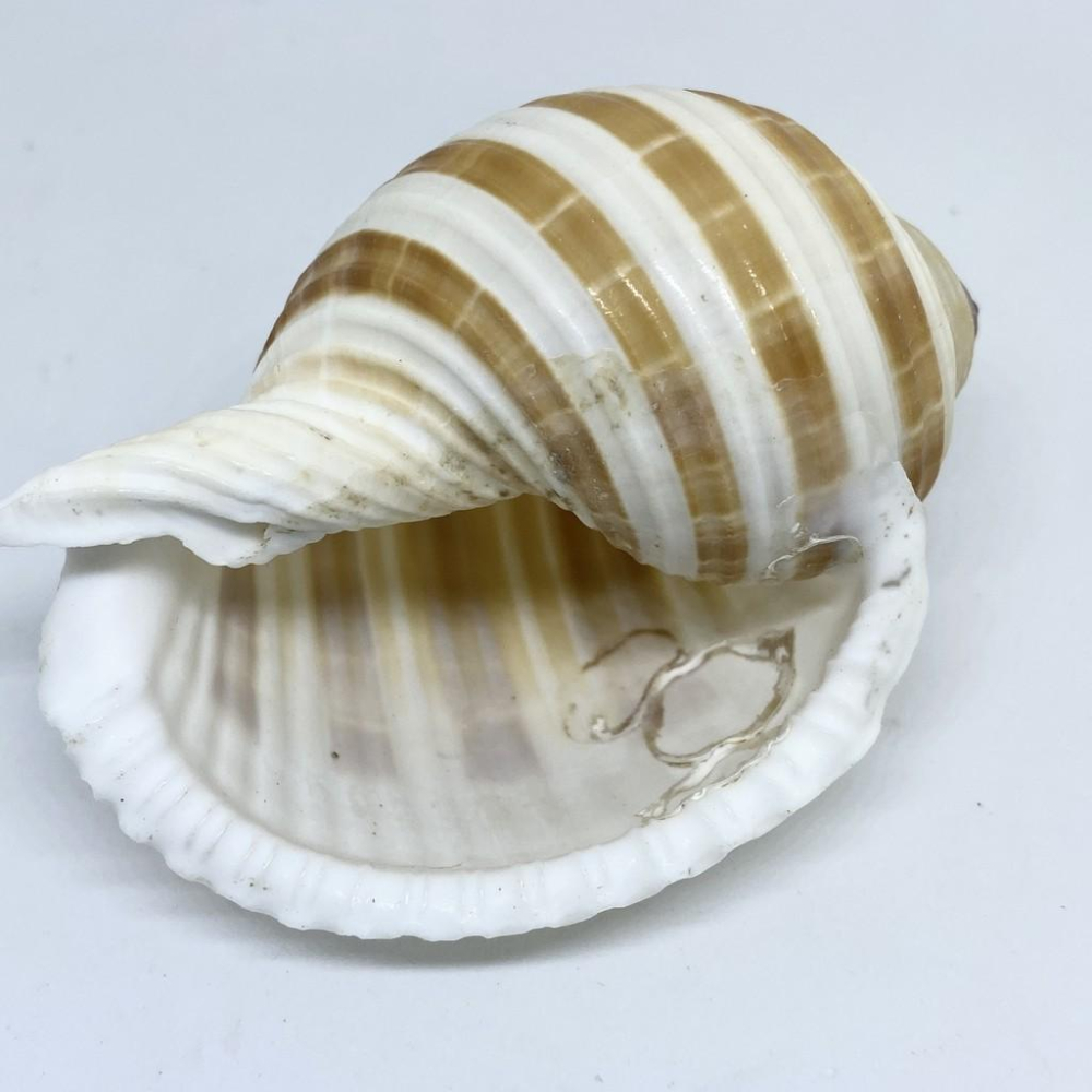 【嘉嘉寵物】💯天然貝殼💯 褐帶鶉螺🐚 寄居蟹最愛 🦀️ 多肉栽種、水族造景、裝飾飾品-細節圖4