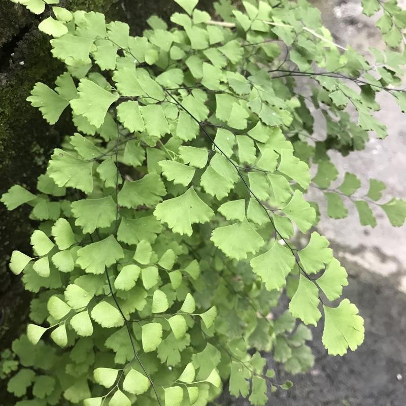 【嘉嘉寵物】🍀鐵線蕨～ 辦公桌療癒 淨化空氣 水族造景 爬蟲缸造景-細節圖3