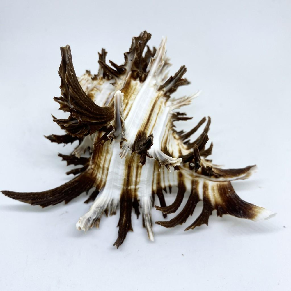 【嘉嘉寵物】💯天然貝殼💯 特級 大 萵苣千手螺🐚 寄居蟹最愛 🦀️ 水族造景、裝飾飾品-細節圖2