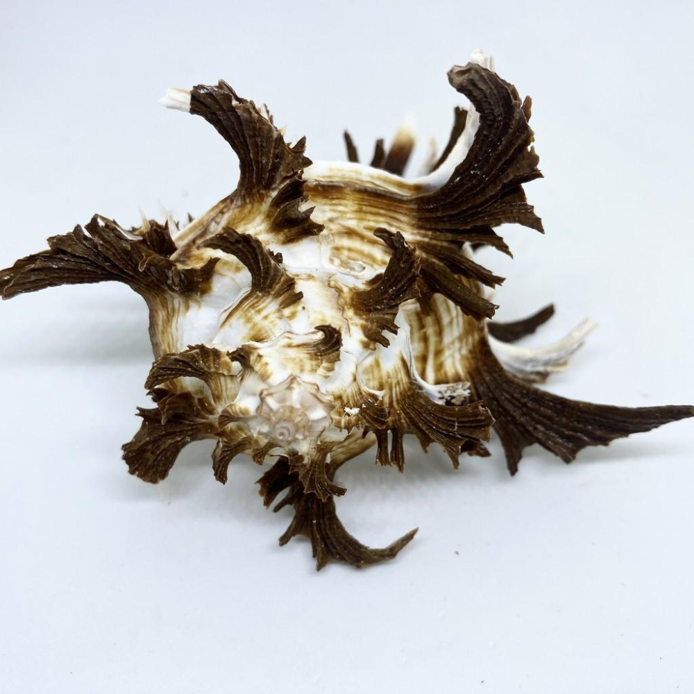 【嘉嘉寵物】💯天然貝殼💯 特級 大 萵苣千手螺🐚 寄居蟹最愛 🦀️ 水族造景、裝飾飾品-細節圖3