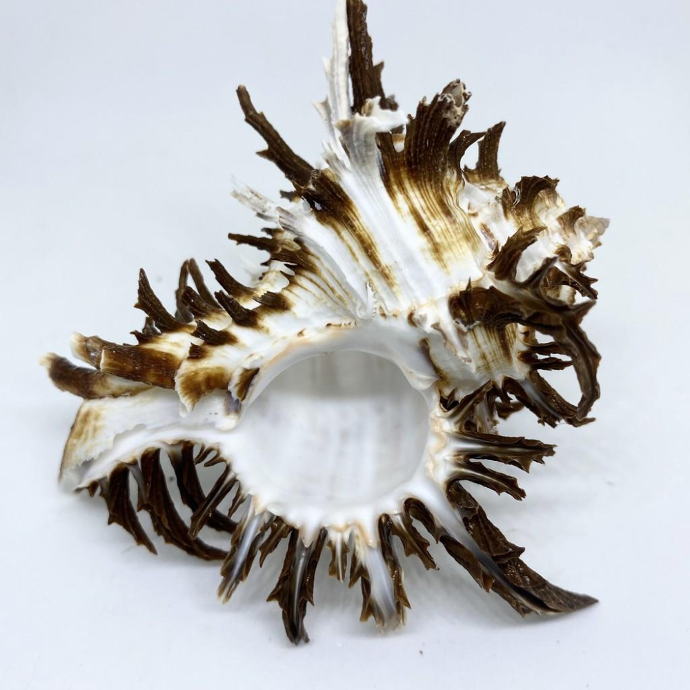 【嘉嘉寵物】💯天然貝殼💯 特級 大 萵苣千手螺🐚 寄居蟹最愛 🦀️ 水族造景、裝飾飾品-細節圖4