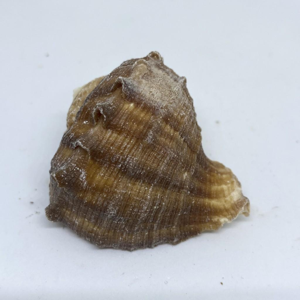 【嘉嘉寵物】💯天然貝殼💯 白皺岩螺🐚 寄居蟹最愛 🦀️ 多肉栽種、水族造景、裝飾飾品-細節圖2