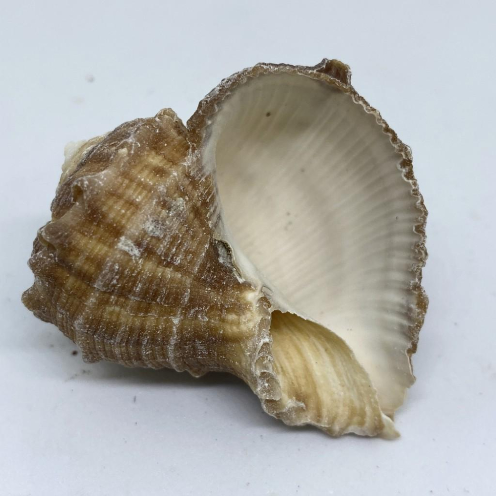 【嘉嘉寵物】💯天然貝殼💯 白皺岩螺🐚 寄居蟹最愛 🦀️ 多肉栽種、水族造景、裝飾飾品-細節圖3