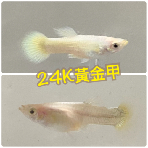 【嘉嘉寵物】 24K黃金甲 出火黃金甲 孔雀魚 🐟觀賞魚 （活餌）