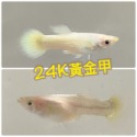 【嘉嘉寵物】 24K黃金甲 出火黃金甲 孔雀魚  🐟觀賞魚 （活餌）-規格圖1