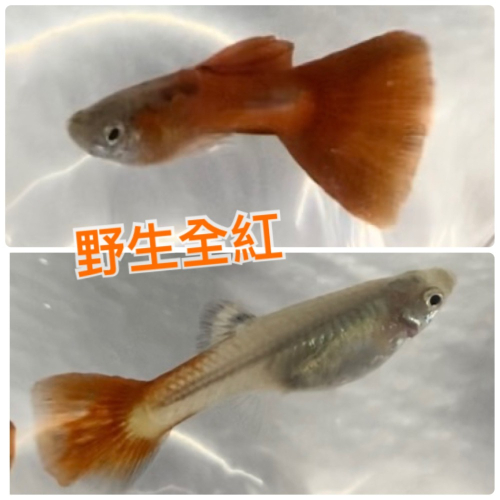 【嘉嘉寵物】 野生全紅 孔雀魚 🐟觀賞魚 （活餌）