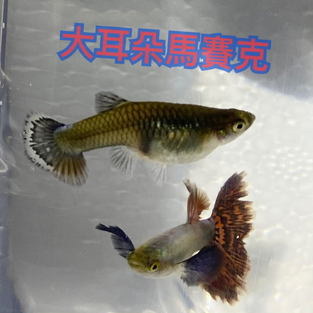 【嘉嘉寵物】 大耳朵馬賽克 孔雀魚 🐟觀賞魚 （活餌）