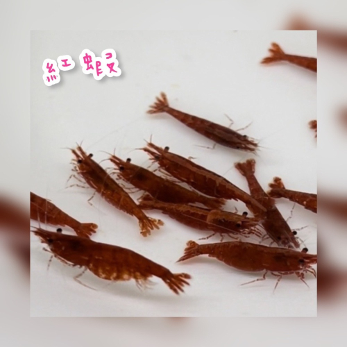 【嘉嘉寵物】紅蝦 紅米蝦 （玫瑰 火焰 極火隨機出貨 🦐觀賞蝦 （活餌）