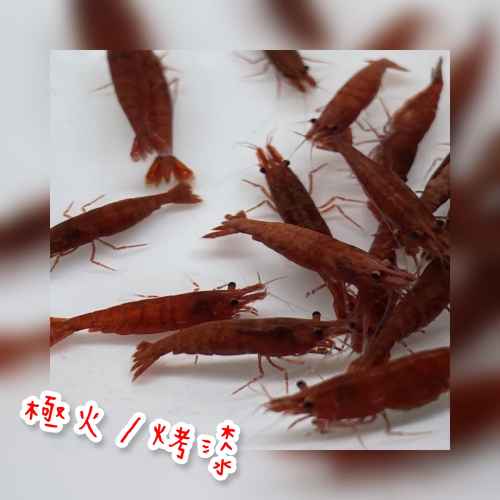 【嘉嘉寵物】極火 烤漆 米蝦 🦐觀賞蝦 （活餌）
