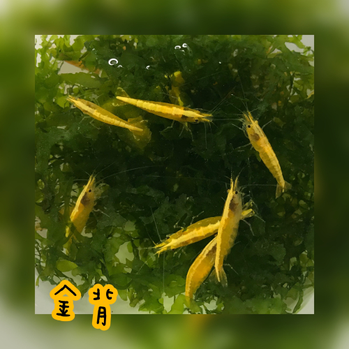 【嘉嘉寵物】金背黃金米蝦 金背米蝦 🦐觀賞蝦（活餌）