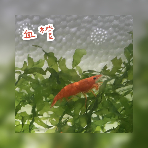 【嘉嘉寵物】血橙米蝦 🦐觀賞蝦（活餌）