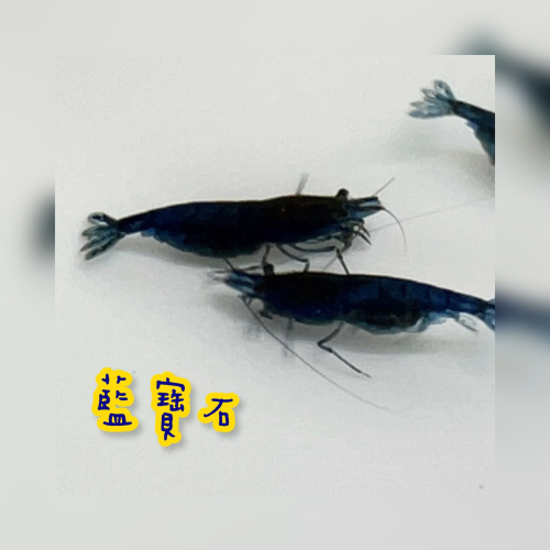 【嘉嘉寵物】藍寶石 藍鑽米蝦 🦐觀賞蝦（活餌）