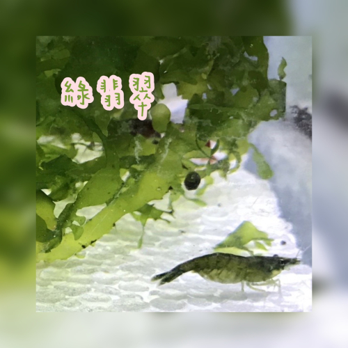 【嘉嘉寵物】綠翡翠 綠米蝦 🦐觀賞蝦（活餌）