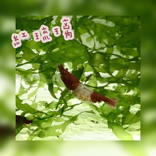【嘉嘉寵物】紅琉璃米蝦 🦐觀賞蝦（活餌）