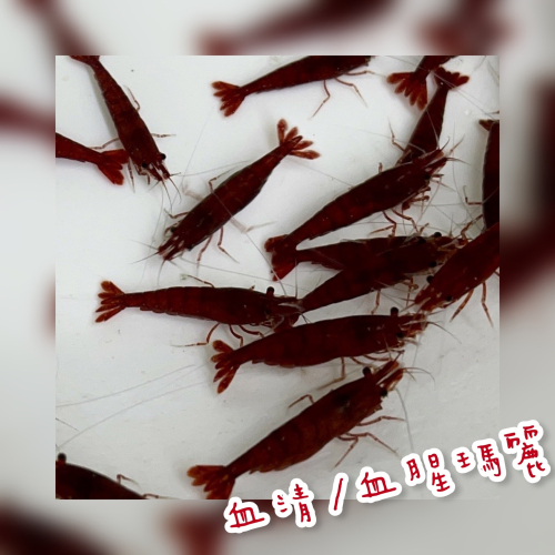 【嘉嘉寵物】血腥瑪莉 血清米蝦 🦐觀賞蝦（活餌）