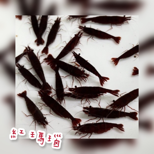 【嘉嘉寵物】紅瑪瑙米蝦 🦐觀賞蝦（活餌）