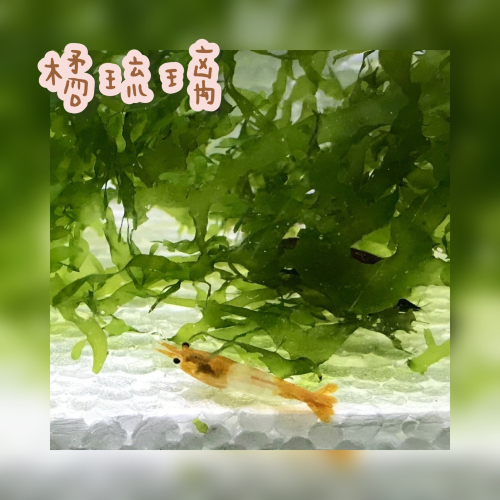 【嘉嘉寵物】橘琉璃米蝦 🦐觀賞蝦（活餌）