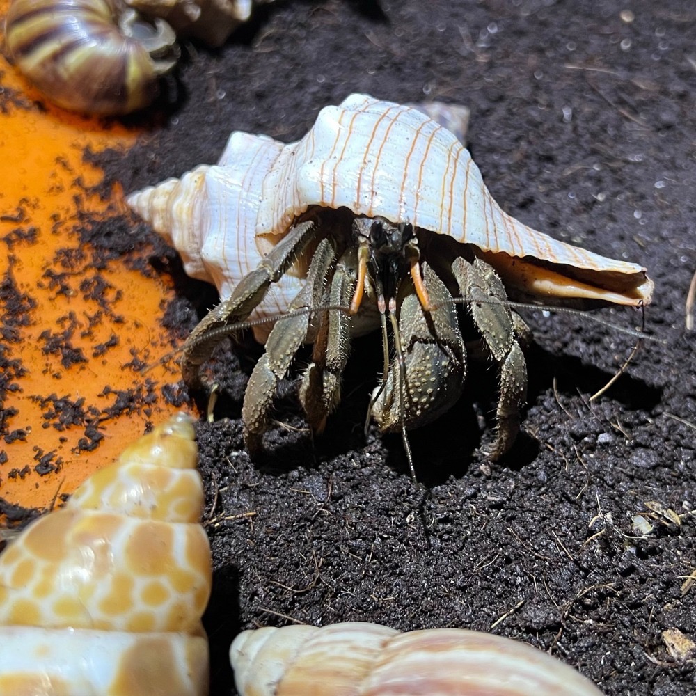 【嘉嘉寵物】凹足陸寄居蟹  🦀️觀賞蟹  （活餌）-細節圖2