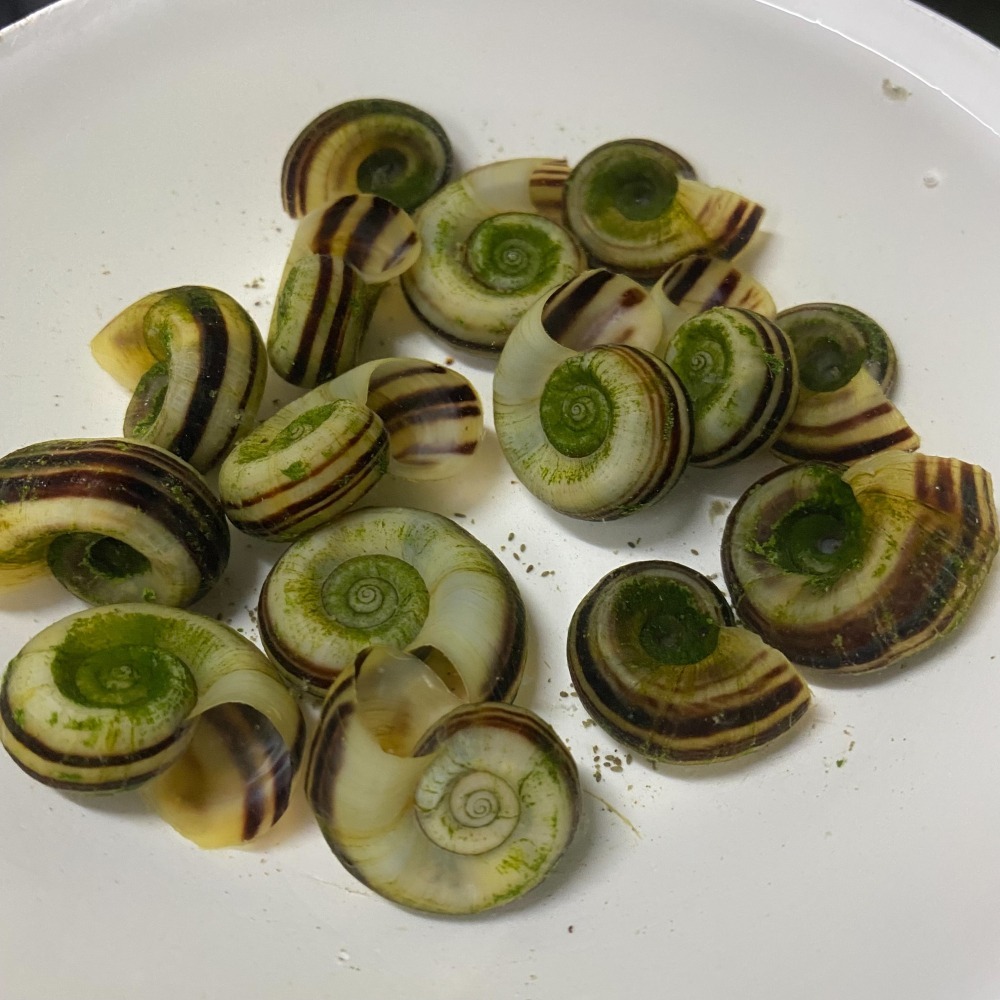 【嘉嘉寵物】羊角螺  🐌觀賞螺 （活餌）