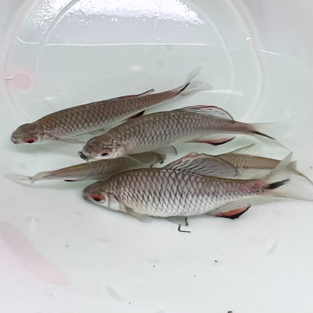 【嘉嘉寵物】牛屎卿 🐟觀賞魚 （活餌）