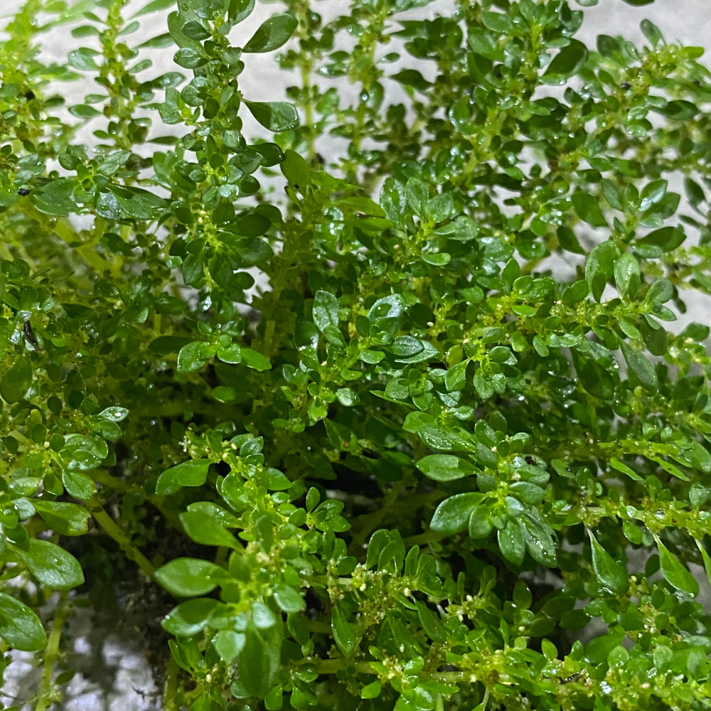 【嘉嘉寵物】小冷葉水花 水草造景-細節圖2