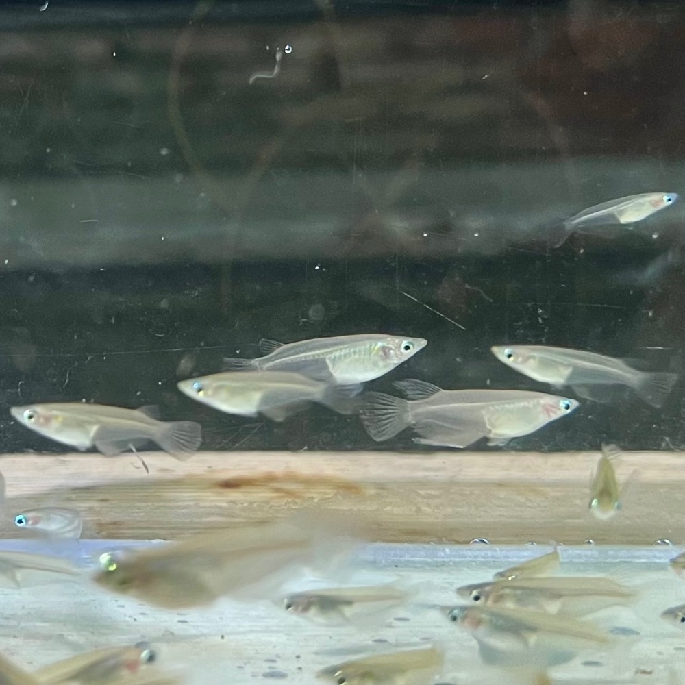 【嘉嘉寵物】女王燈 燈科魚 吃油墨高手 🐟觀賞魚 （活餌）-細節圖5