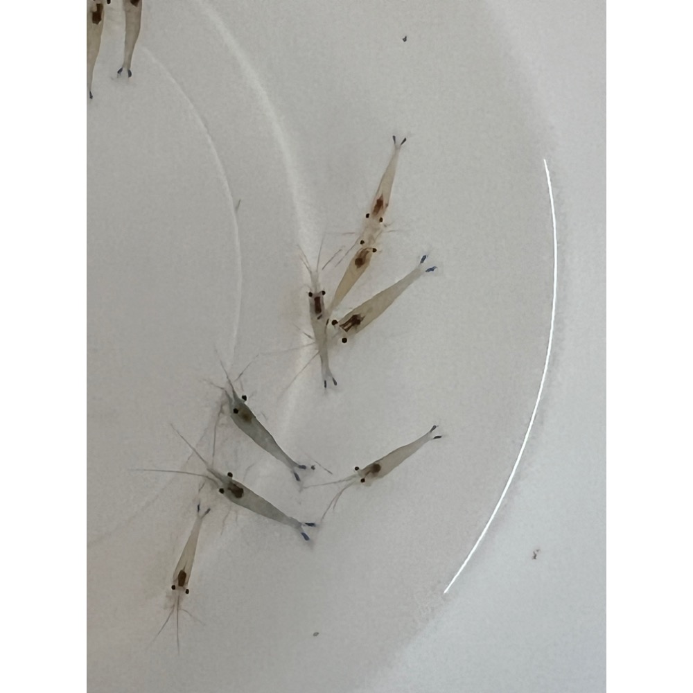 【嘉嘉寵物】藍尾蜂蘇蝦 🦐觀賞蝦 （活餌）-細節圖3