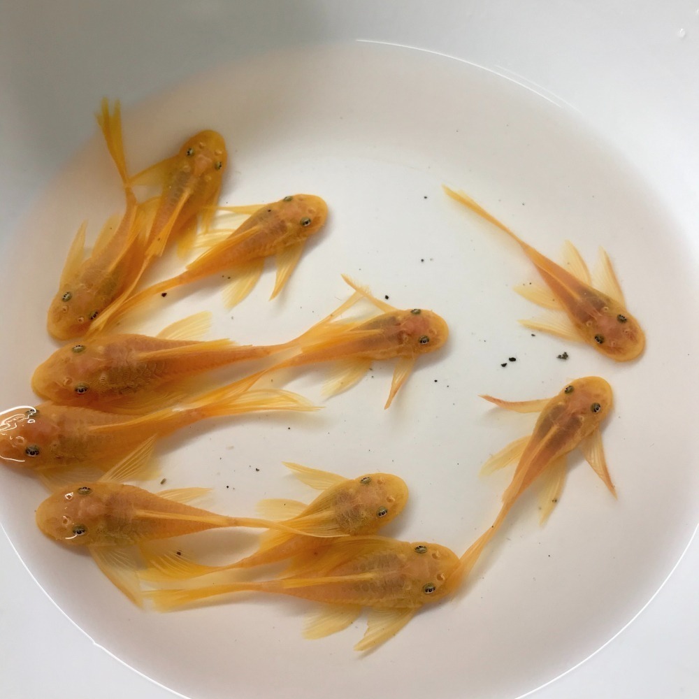 【嘉嘉寵物】 藍眼大帆 藍眼鬍子 雪花異形 仔魚 異形魚  🐟觀賞魚 （活餌）