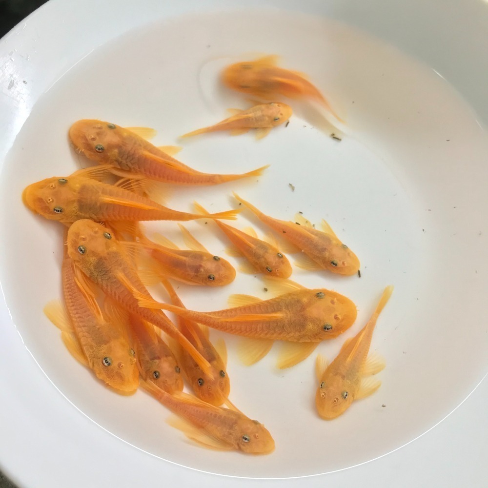 【嘉嘉寵物】 藍眼大帆 藍眼鬍子 雪花異形 仔魚 異形魚  🐟觀賞魚 （活餌）-細節圖2