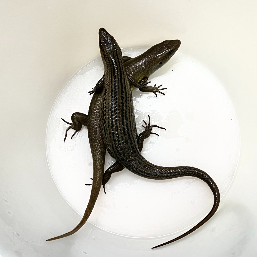 【嘉嘉寵物】 石龍子  四腳蛇  蜥蜴   🐟觀賞兩棲爬蟲 （活餌）-細節圖3