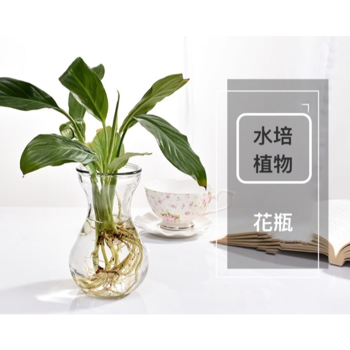 【巨路生活】迷你花瓶 小花瓶 水培植物花瓶-細節圖9