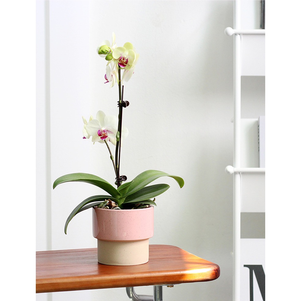 【巨路生活】韓系陶瓷花盆 簡約創意陶瓷-細節圖5