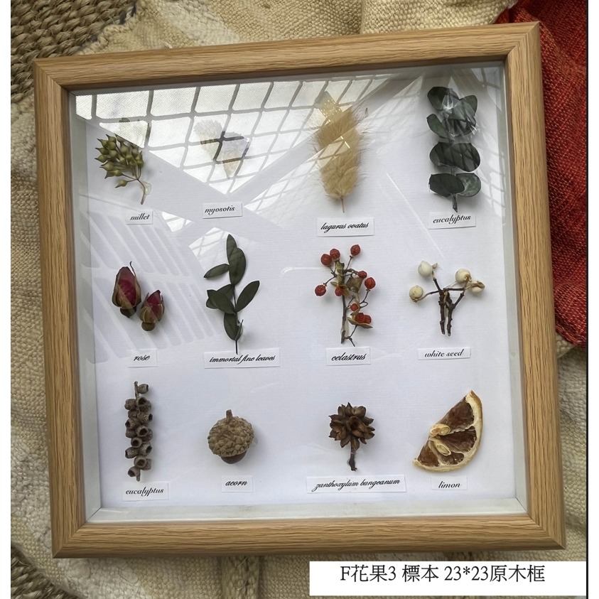 【巨路生活】標本掛畫 果實標本 乾燥花 相框 手作植物標本畫框-細節圖7